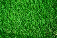 009grass