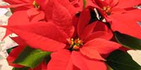 22-poinsettia